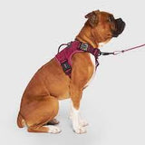 Canada Pooch Complete Control Harness Plum
