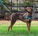 2 Hounds Freedom No-Pull Harness with Leash